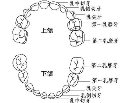 大牙位置|牙齿生长顺序图，对照看看！